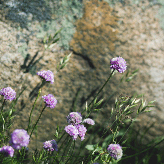 Spørgsmål - lilla blomster